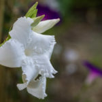 <em>Mandevilla laxa</em> 18/06/2022