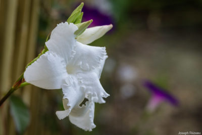 Premier bouquet de fleurs (parfumées)