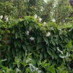 <em>Mandevilla laxa</em> 19/07/2025