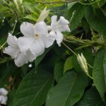<em>Mandevilla laxa</em> 19/07/2025
