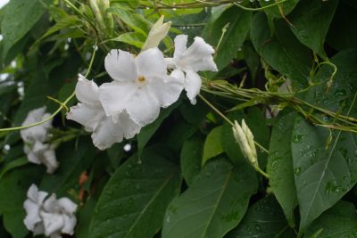 Floraison juillet 2025