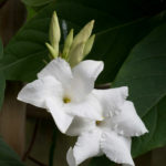 <em>Mandevilla laxa</em> 30/06/2024