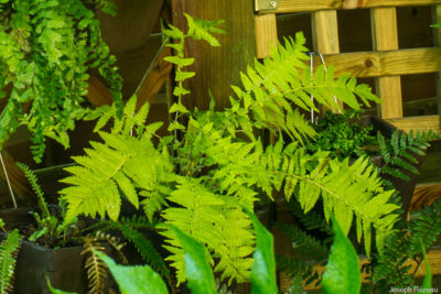 Juste plantée sous pergola