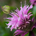 <em>Monarda x</em> 'Beauty of Cobham' 03/07/2021