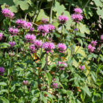 <em>Monarda x</em> 'Beauty of Cobham' 08/07/2019