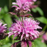 <em>Monarda x</em> 'Beauty of Cobham' 08/07/2019