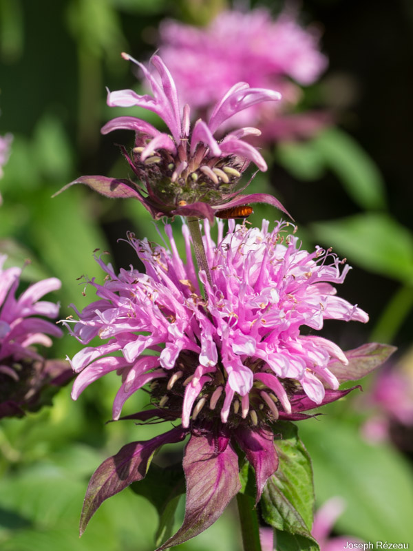 Première saison de floraison