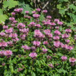 <em>Monarda x</em> 'Beauty of Cobham' 15/07/2021