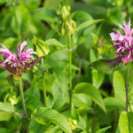 <em>Monarda x</em> 'Beauty of Cobham' 18/06/2022