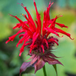 <em>Monarda</em> ‘Cambridge scarlet’ 25/06/2023