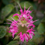 <em>Monarda</em> ‘Melissa’ 21/07/2024