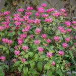 <em>Monarda</em> ‘Melissa’ 21/07/2024