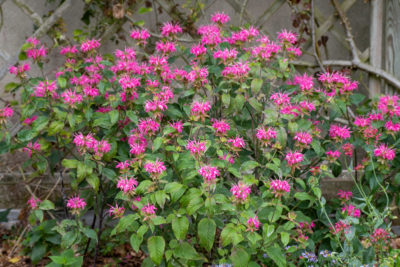 Floraison d'été 2024