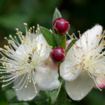 <em>Myrtus communis</em> ‘Microphylla’ 06/09/2020