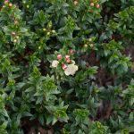 <em>Myrtus communis</em> ‘Microphylla’ 16/11/2025