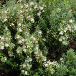 <em>Myrtus communis</em> ‘Microphylla’ 10/08/2020
