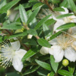 <em>Myrtus communis</em> ‘Microphylla’ 10/08/2020