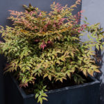 <em>Nandina Domestica</em> 'Obsessed' 04/06/2017