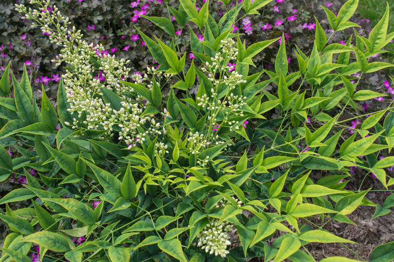 Nandina Domestica Brightlight Papi Joe S Garden
