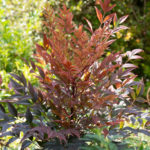 <em>Nandina domestica</em> 'Gulf Stream' 28/08/2023