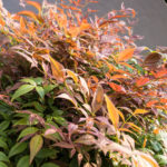 <em>Nandina domestica</em> 'Obsessed ® Seika' 08/05/2018