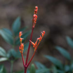 <em>Nandina domestica</em> 'Obsessed ® Seika' 23/03/2019