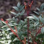 <em>Nandina domestica</em> 'Obsessed ® Seika' 23/03/2019