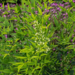 <em>Nandina domestica</em> ‘Brightlight’ 09/10/2016