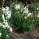 <em>Narcissus Tazetta</em> 'Paperwhite Ziva' 07/02/2022