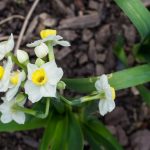 <em>Narcissus Tazetta</em> 'Paperwhite Ziva' 09/03/2017