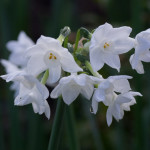 Narcissus Tazetta 'Paperwhite Ziva' 10/01/2016