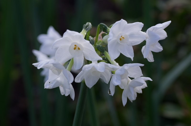 <em>Narcissus Tazetta</em> 'Paperwhite Ziva' 10/01/2016