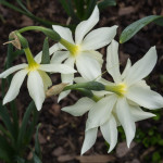 <em>Narcissus  triandrus</em> 'Thalia' 05/04/2016