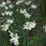 <em>Narcissus  triandrus</em> 'Thalia' 05/04/2016