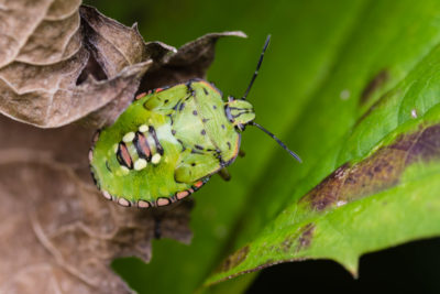 Final instar nymph (5th instar)