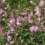 <em>Oenothera lindheimeri</em> 'Rosyjane' 02/07/2016