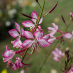 <em>Oenothera lindheimeri</em> 'Rosyjane' 19/09/2015