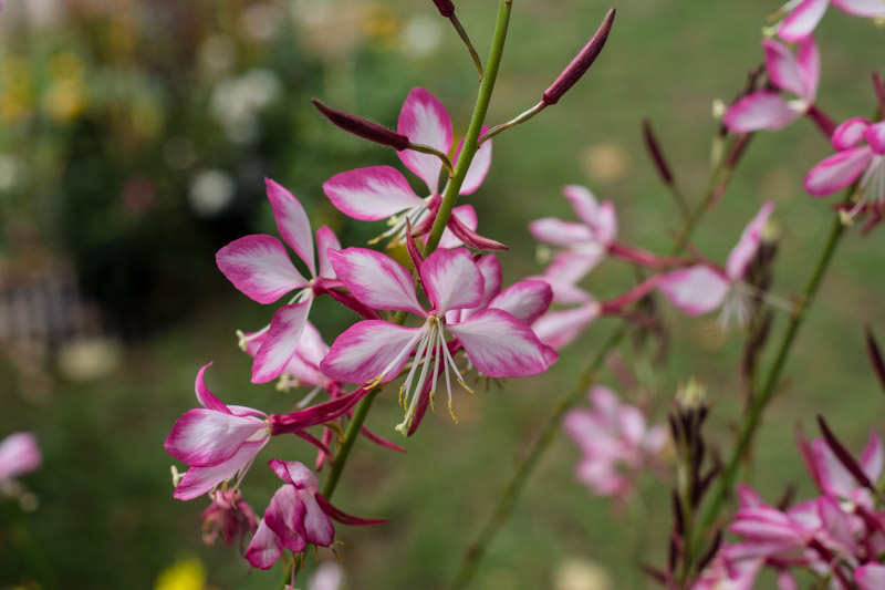 Oenothera lindheimeri 'Rosyjane' 19/09/2015