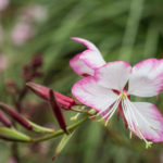 <em>Oenothera lindheimeri</em> 'Rosyjane' 28/07/2016