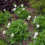 <em>Oenothera speciosa</em> 'Siskiyou' 28/05/2017