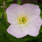 <em>Oenothera speciosa</em> 'Siskiyou' 28/05/2017