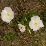 <em>Oenothera speciosa</em> 'Siskiyou' 28/05/2025