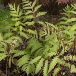 <em>Onoclea sensibilis</em> 14/04/2024
