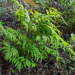 In the ground under the pergola. Good new growth in April