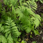 <em>Onoclea sensibilis</em> mi-mai 2025 13/05/2025