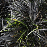 <em>Ophiopogon planiscapus</em> 'Nigrescens' 15/04/2014