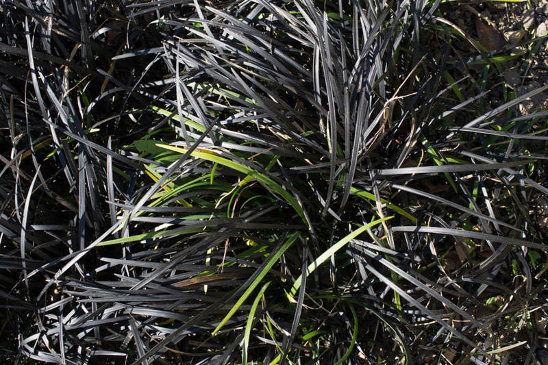 Ophiopogon planiscapus 'Nigrescens' 15/04/2014