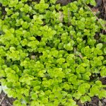 <em>Origanum vulgare</em> ‘Thumble’s Variety’ 04/04/2025