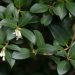 <em>Osmanthus x burkwoodi</em> 03/03/2021