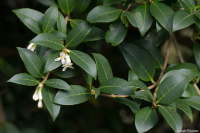 Timide début floraison début mars 2021